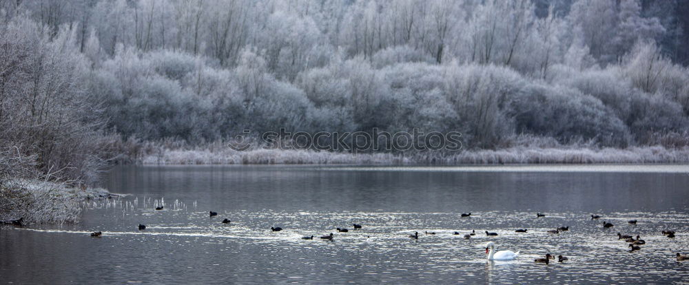 Similar – Image, Stock Photo the ducks of the Thalersee