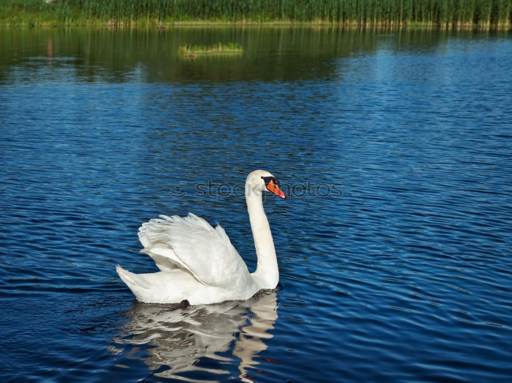 Similar – Image, Stock Photo swant evil to me