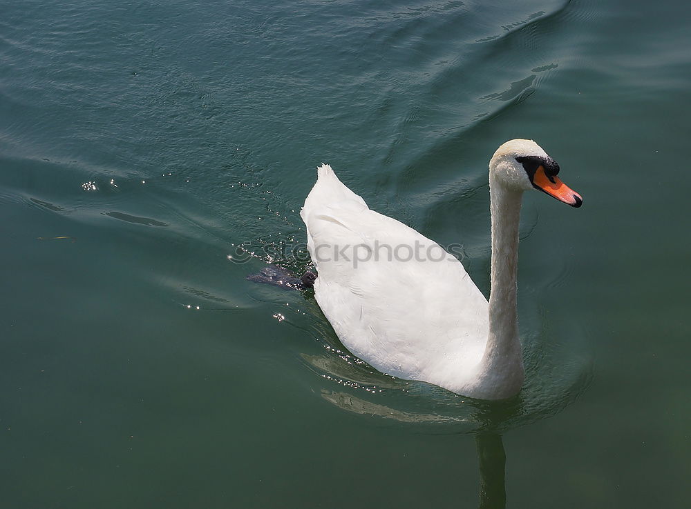 Similar – schwanensee Tier Wasser