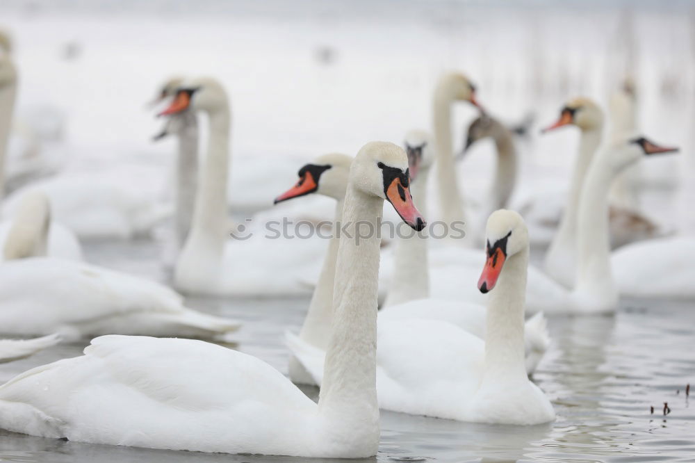 Similar – Foto Bild Schwan im Flug elegant