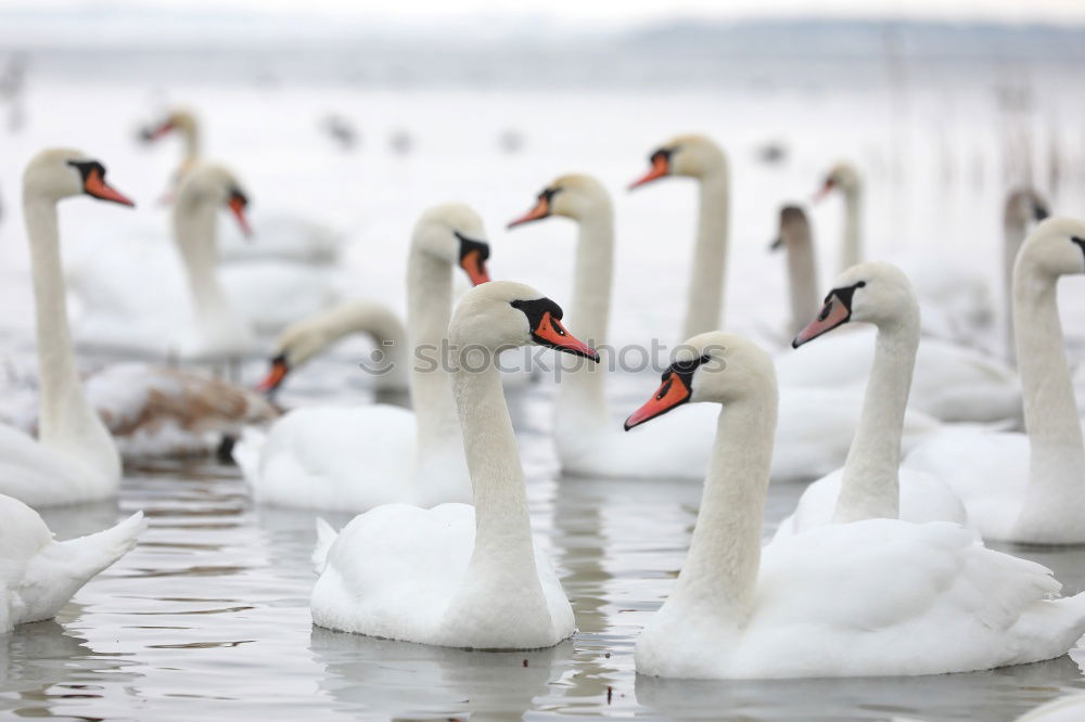 Similar – Foto Bild Schwäne proben den Gänsemarsch für Olympia…