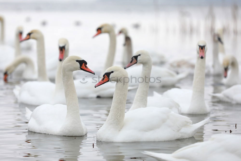 Similar – Foto Bild Schwan im Flug elegant