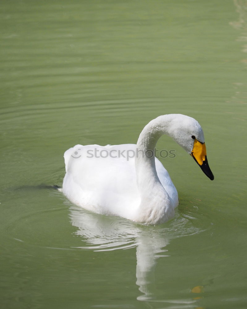 Similar – Schönheit Umwelt Natur