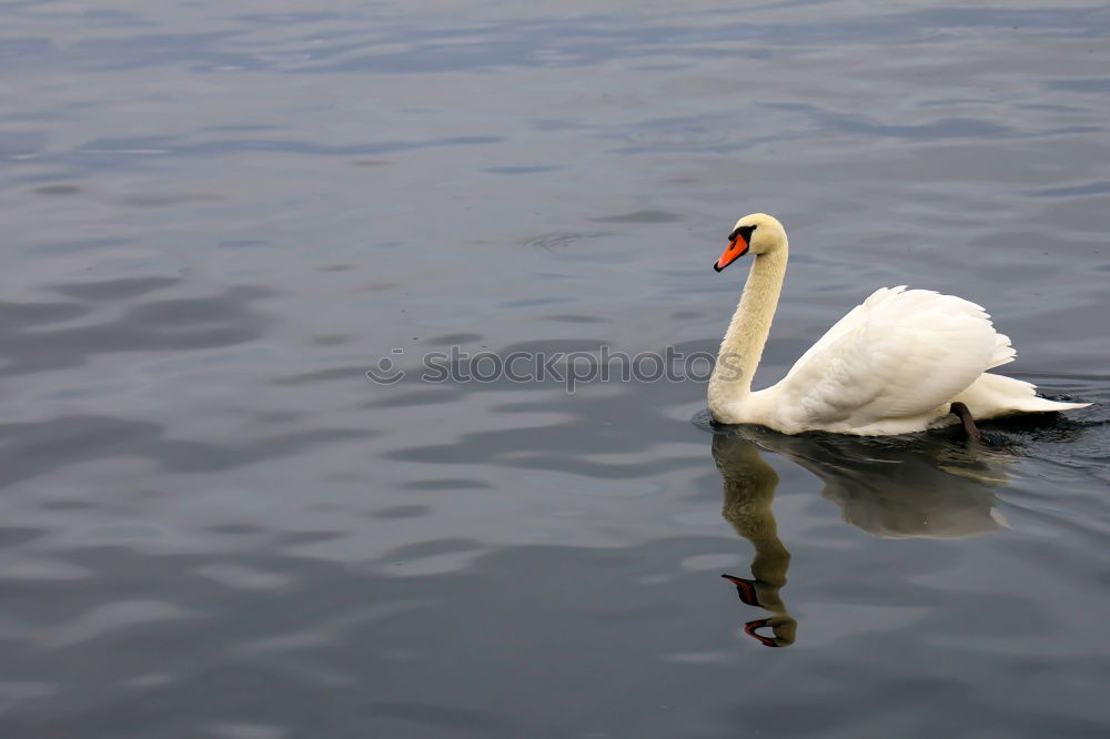 Similar – ::WEISS AUF BLAU:: Schwan