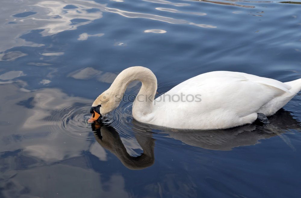 Similar – Swan Family Animal Water