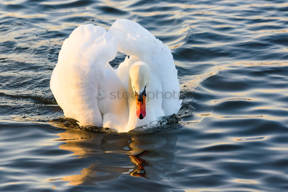 Similar – Image, Stock Photo sea bird Seagull White