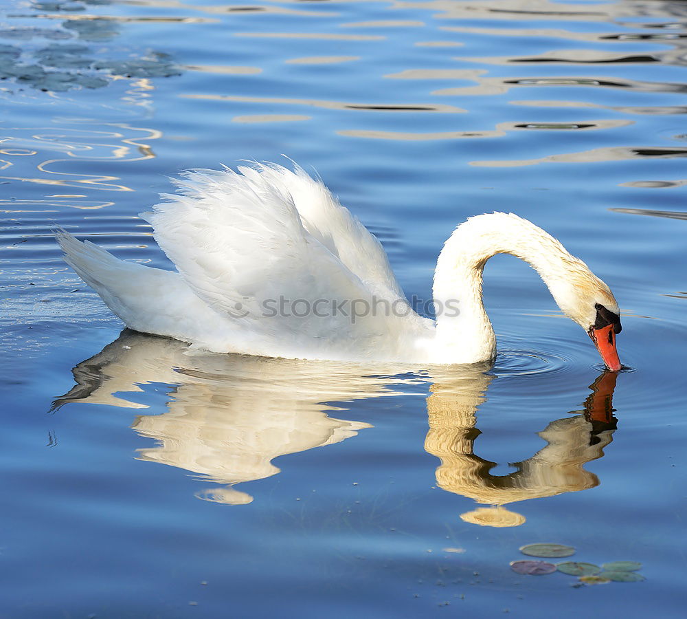 Similar – Swan Family Animal Water