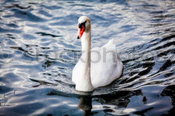 Similar – Image, Stock Photo sea bird Seagull White