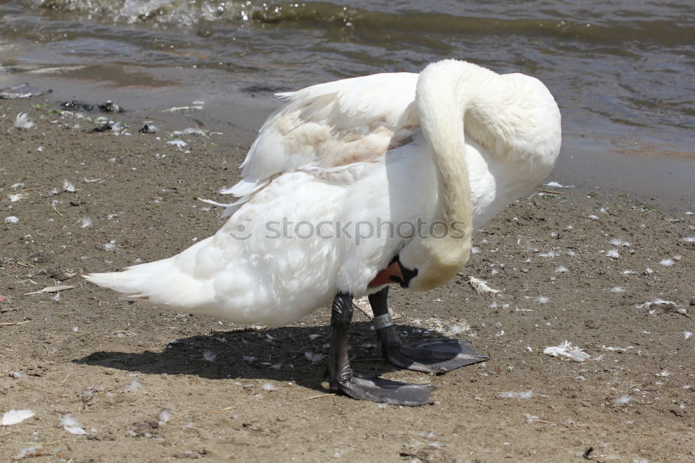 Similar – Foto Bild Blub, blub…nicht den Kopf in den Kies stecken…