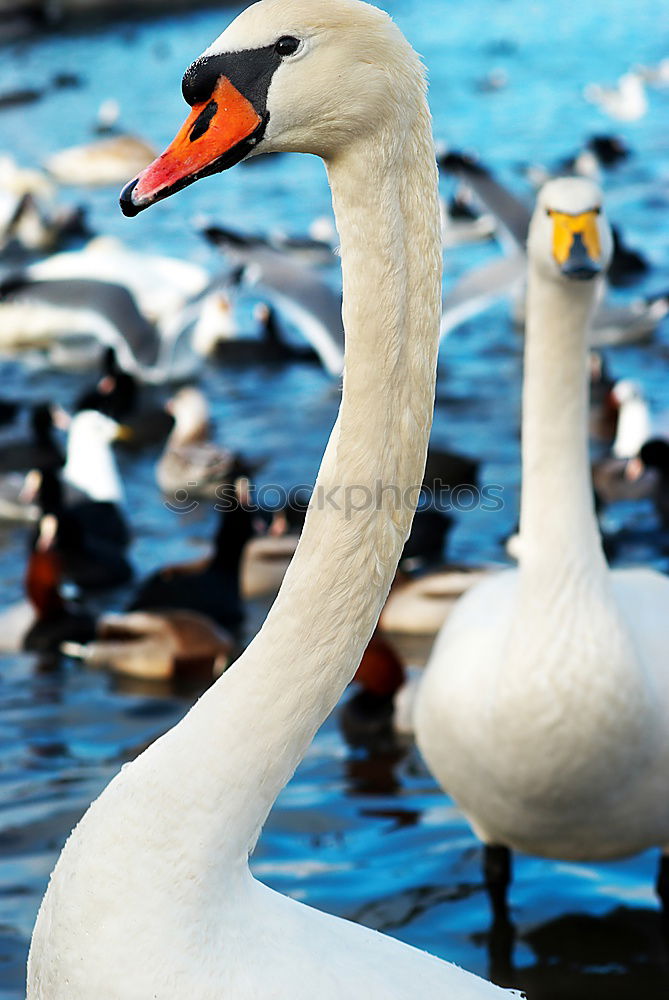 Similar – Pair of white swans