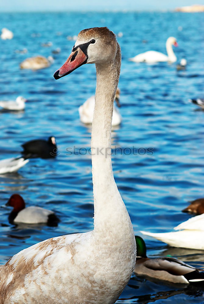 Similar – Hallo! Jemand da? Schwan