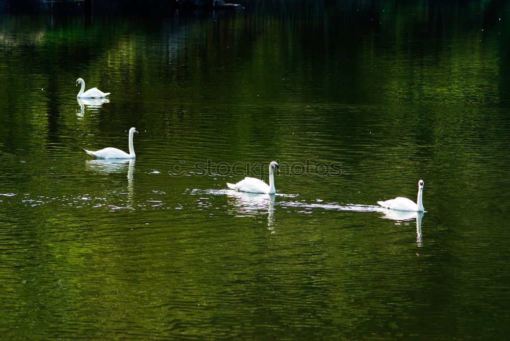 Similar – Gänseherde Umwelt Natur