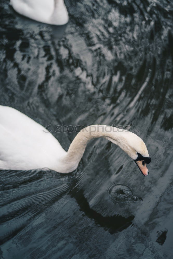 Similar – Image, Stock Photo Discovered, Sitting Great White Egret (Ardea alba) under a bridge. Sighted in Elanora