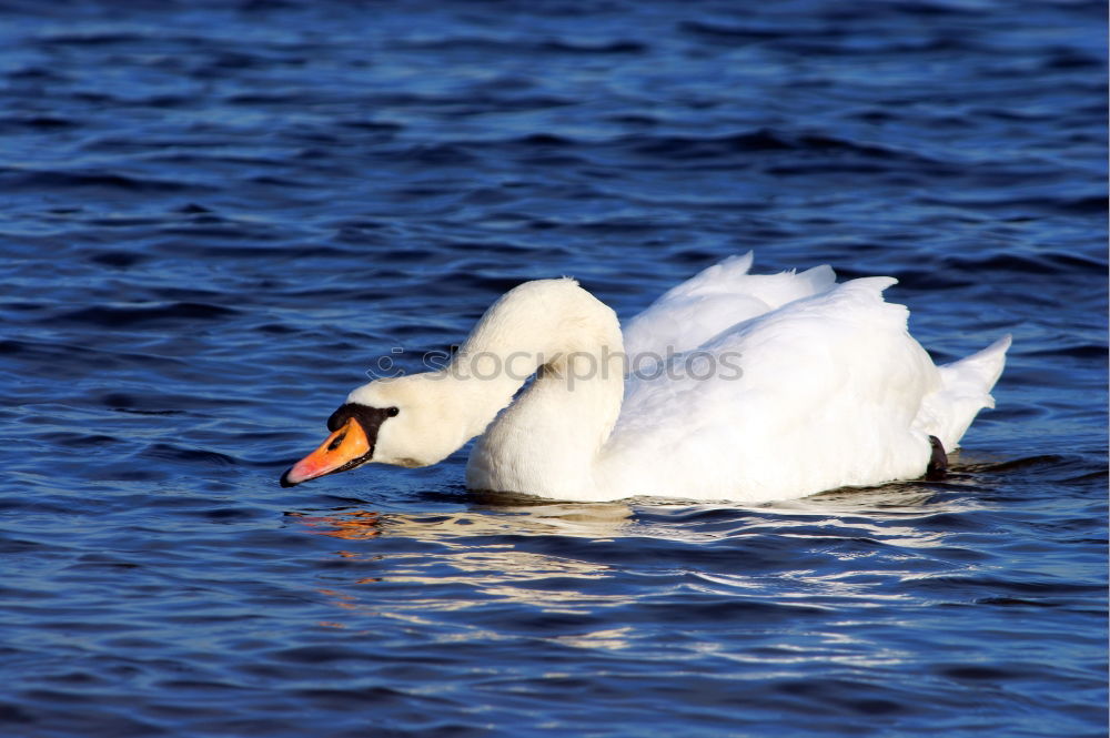 Similar – Hallo! Jemand da? Schwan