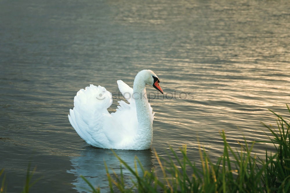 Similar – Image, Stock Photo swan lake Trip Nature