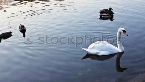 Similar – Long Necks Environment