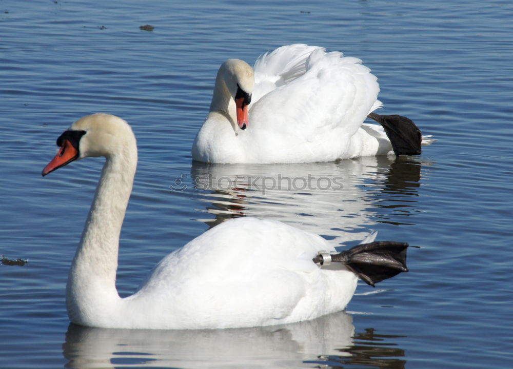 Similar – Pair of white swans