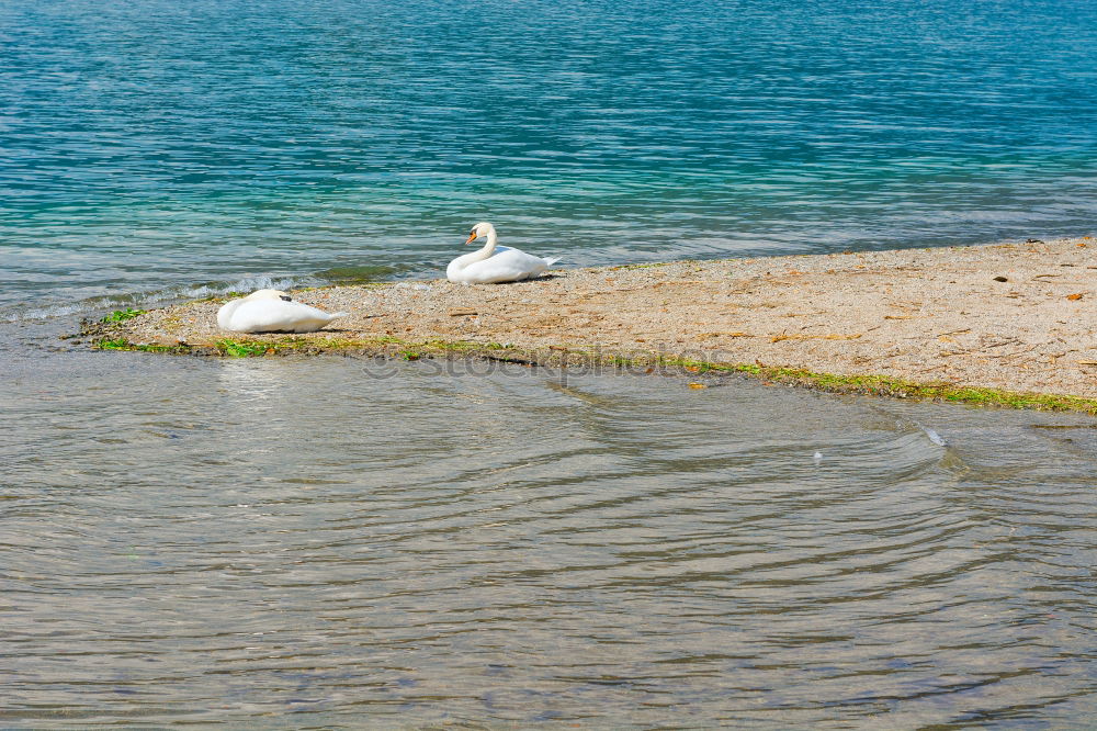 Similar – Vogel-Strauß-Nachahmer