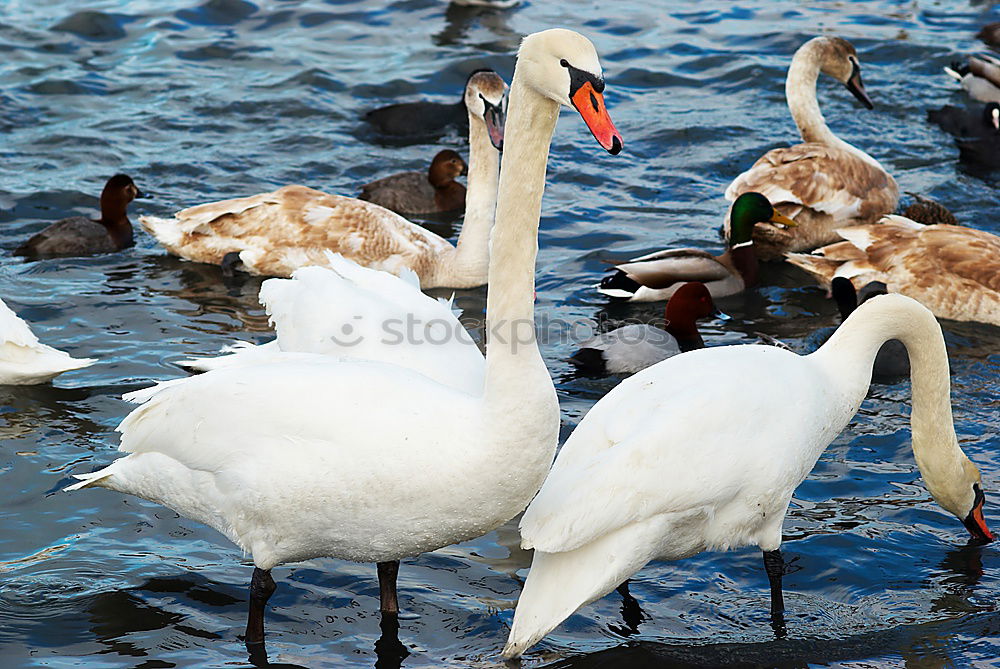 Similar – Foto Bild And Found. Schwan weiß