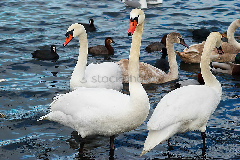 Similar – Foto Bild And Found. Schwan weiß