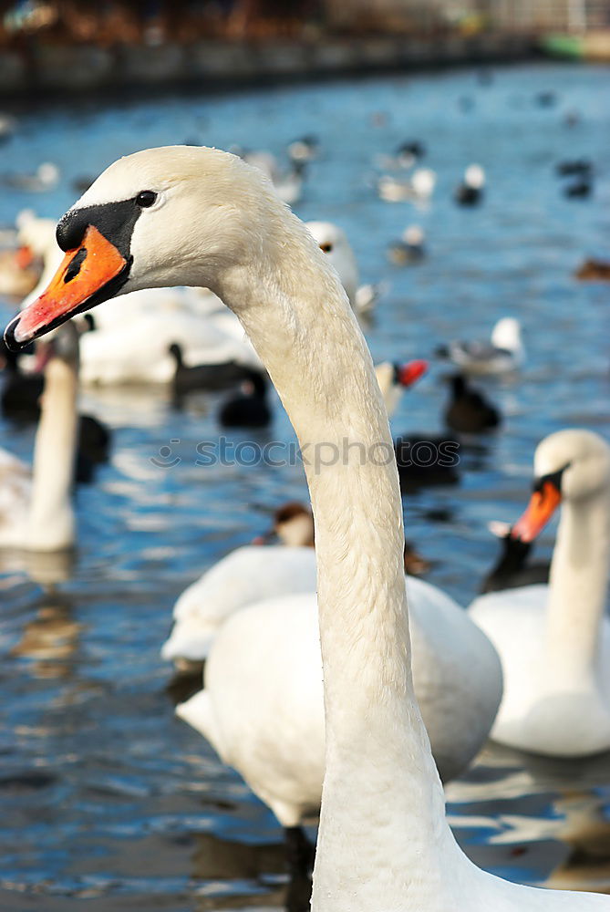 Similar – Foto Bild And Found. Schwan weiß