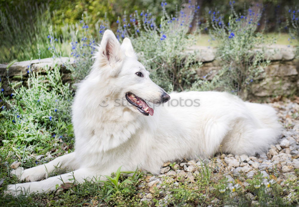 Similar – A beautiful white samoyed running through wildflowers