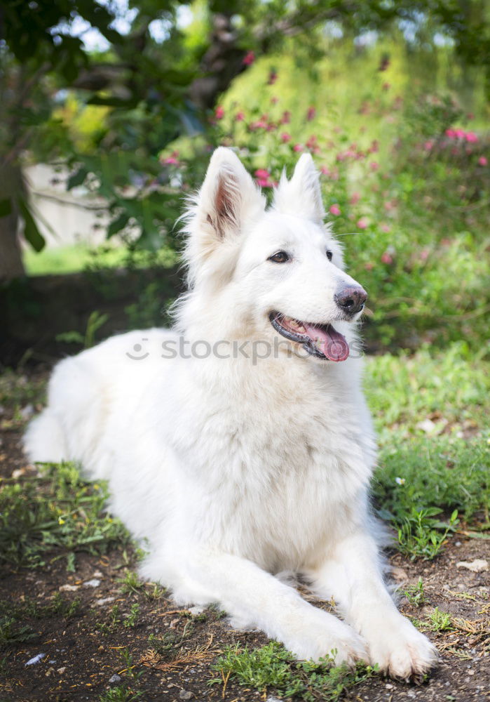 Similar – A beautiful white samoyed running through wildflowers