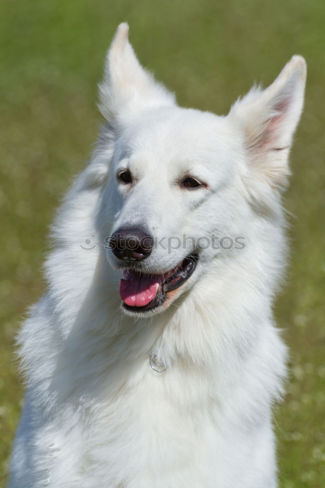 Similar – Beautiful black and white Border Collie dog