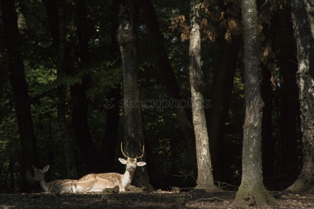 Similar – Image, Stock Photo we stay to ourselves….