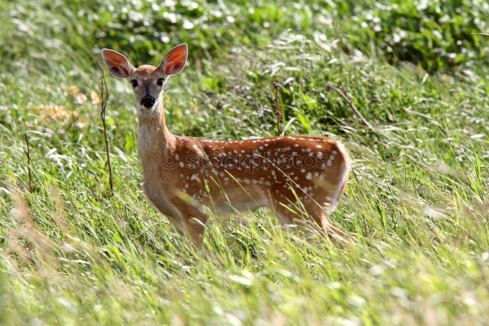 Similar – Image, Stock Photo top dog Nature Animal