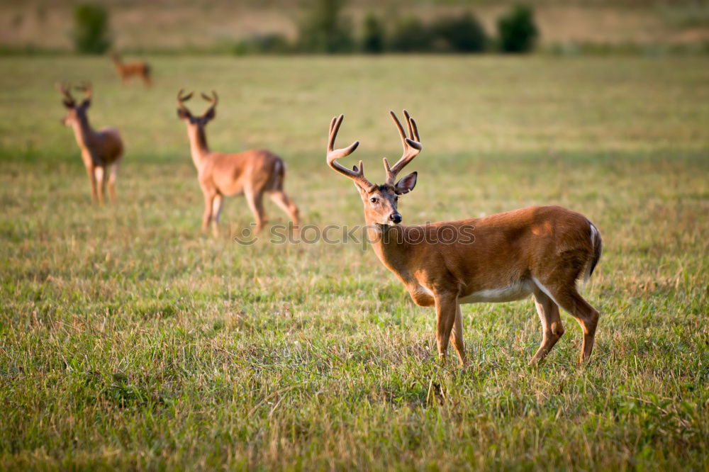 Similar – Image, Stock Photo top dog Nature Animal