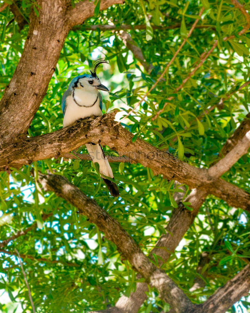 Similar – Image, Stock Photo Boy on climbing tree looks down