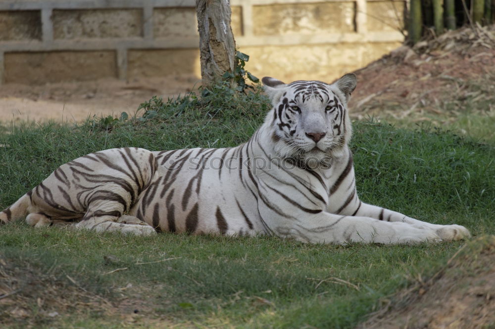 Similar – Image, Stock Photo el tigre Tourism Trip