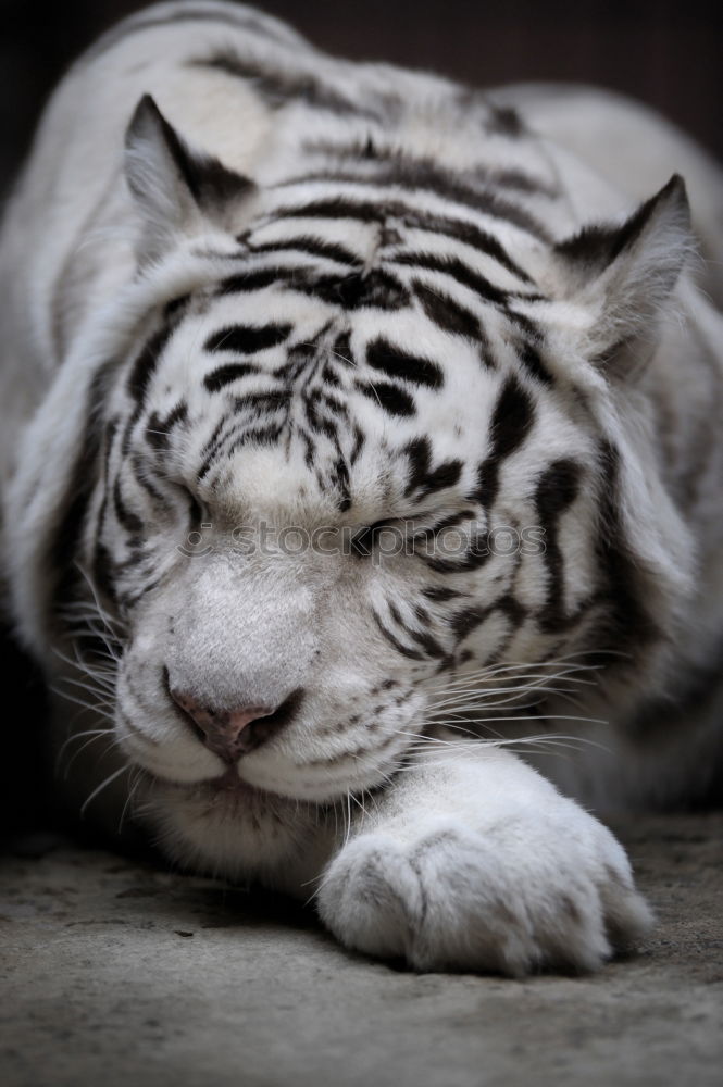 Similar – Little Tiger Animal