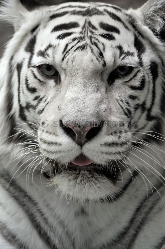 Similar – meow Tiger Siberia