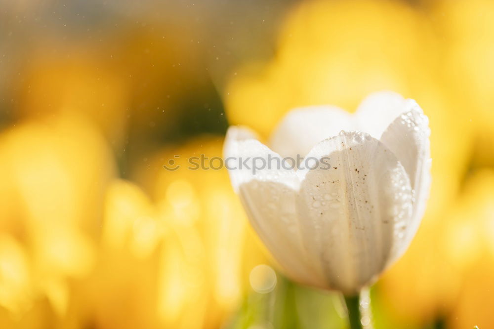 Similar – Image, Stock Photo spring awakening Flower