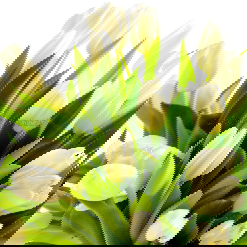 Similar – Image, Stock Photo White tulips on the wooden table