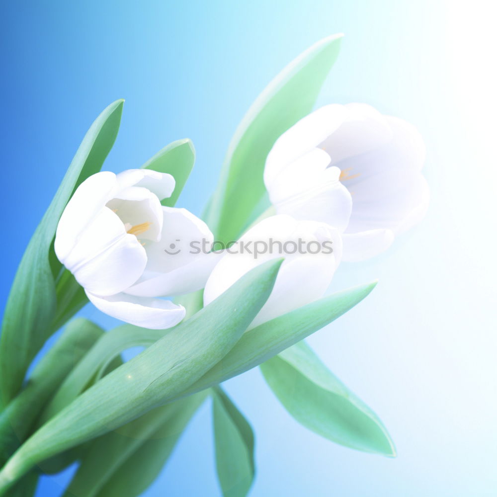 Similar – SpringGreen Freesia Flower