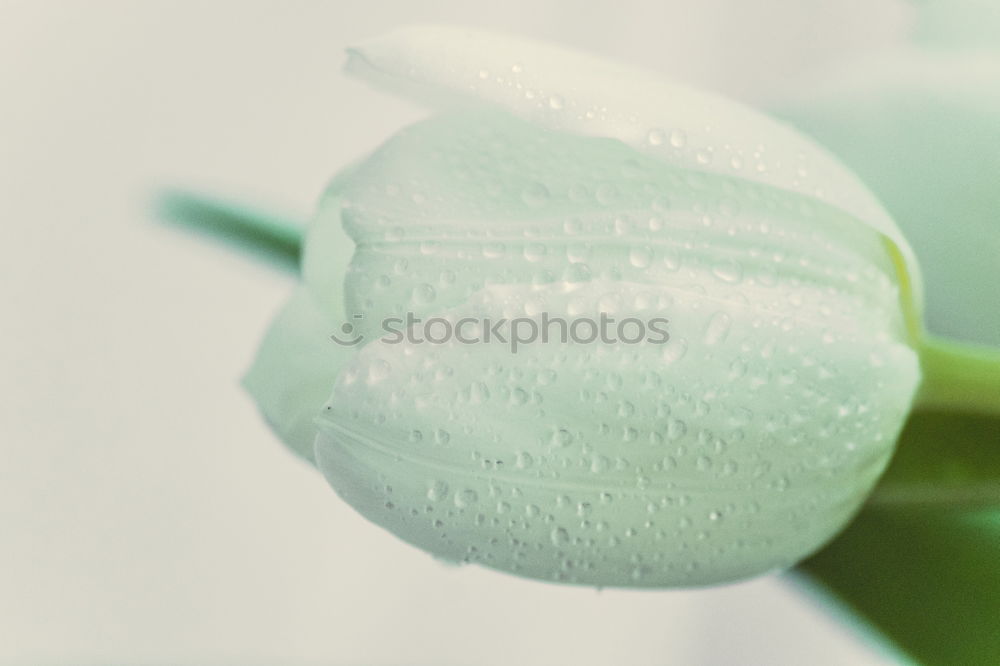 Similar – Image, Stock Photo Roses II