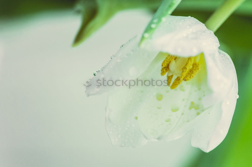 Similar – Erdbeerblüte Pflanze Blume