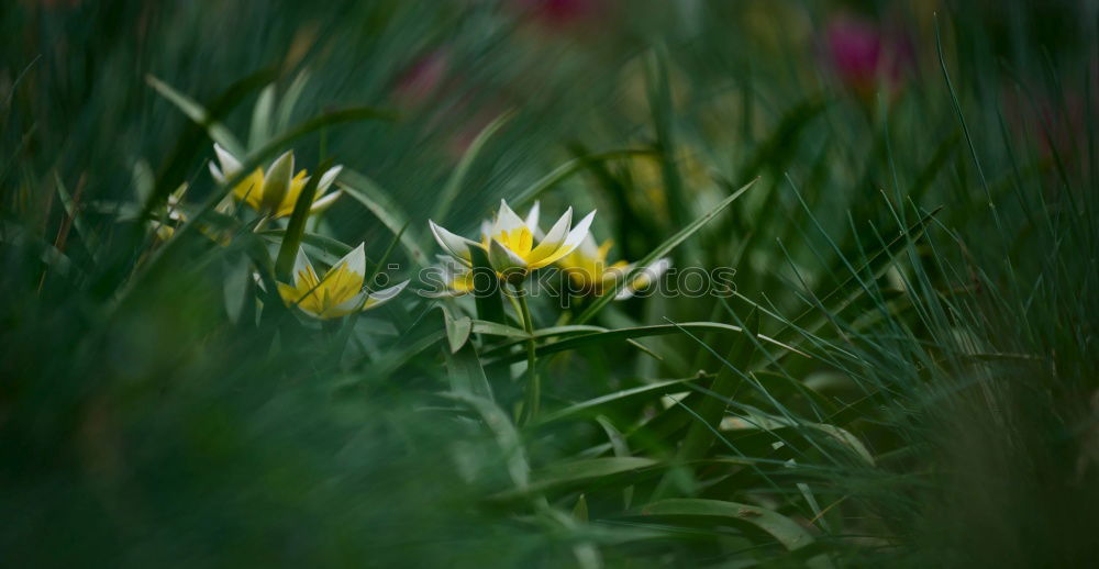 Similar – Kleeblätter und Einzelnes Gänseblümchen im Gras von oben. Frühling. Natur