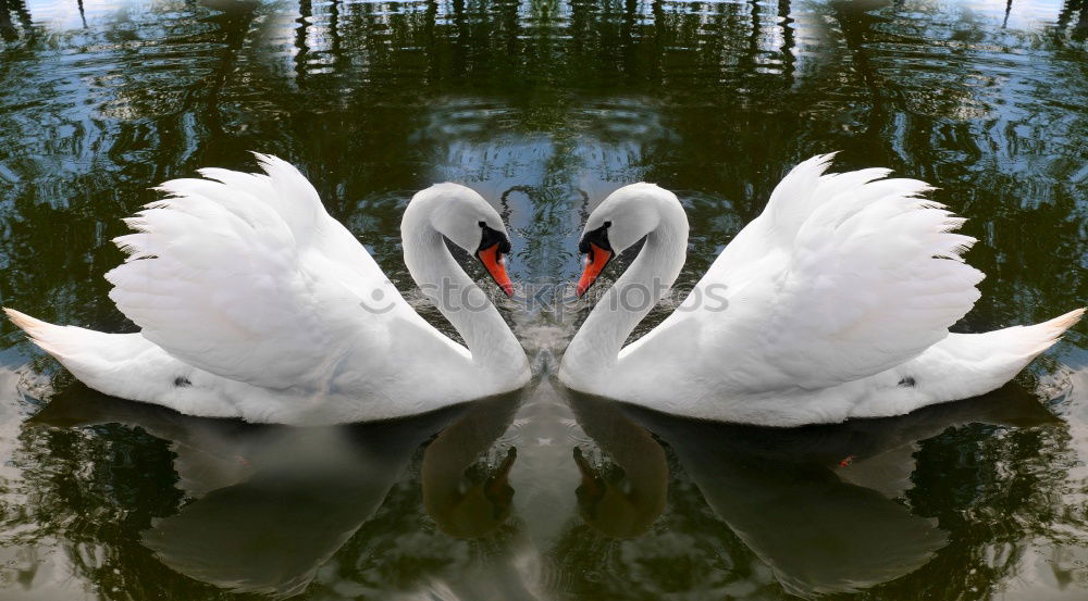 Similar – Image, Stock Photo Discovered, Sitting Great White Egret (Ardea alba) under a bridge. Sighted in Elanora