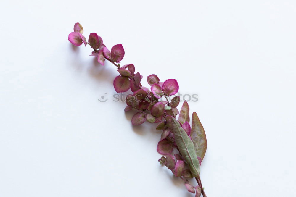 Similar – Foto Bild Drei abgeschnittene Ableger einer Pflanze mit rosa-grün gefärbten Blätter liegen auf dem Brett.