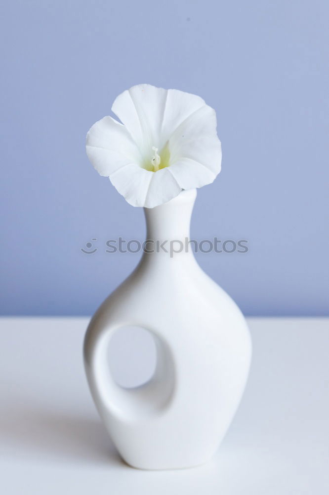 Similar – Image, Stock Photo white primrose in cup with water