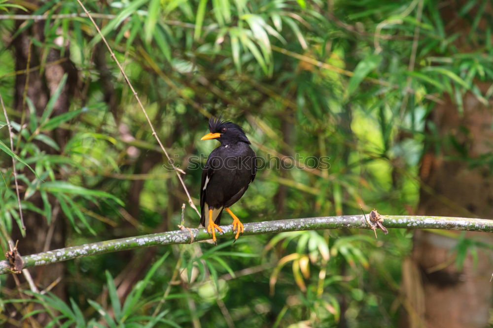 Similar – Image, Stock Photo Star with insects in the beak