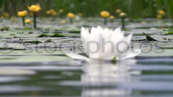 Similar – Image, Stock Photo water house Colour photo