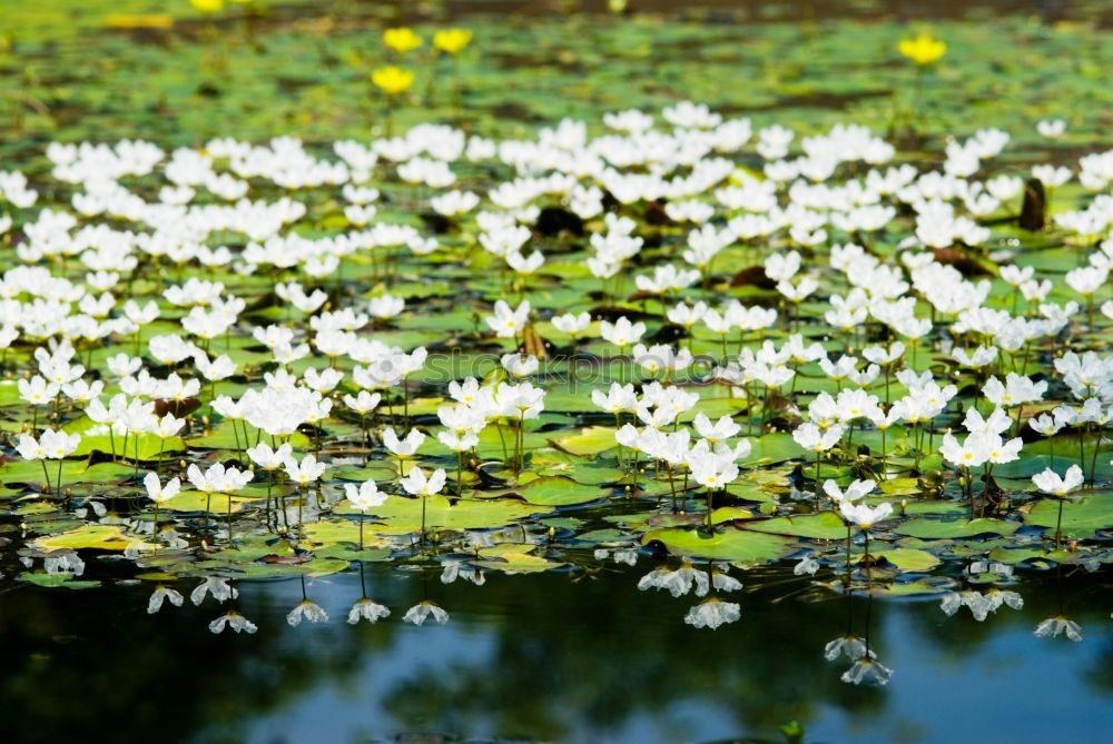 Similar – BuWiRös Natur Frühling