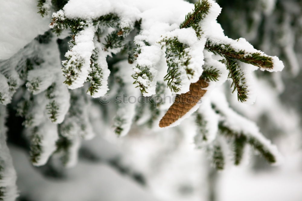 Similar – Foto Bild Herbst > Winter > Frühling!