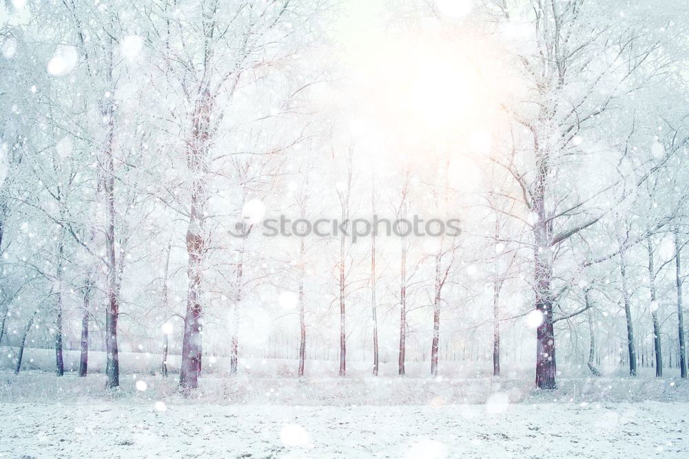 Similar – Schneegestöber Schneefall