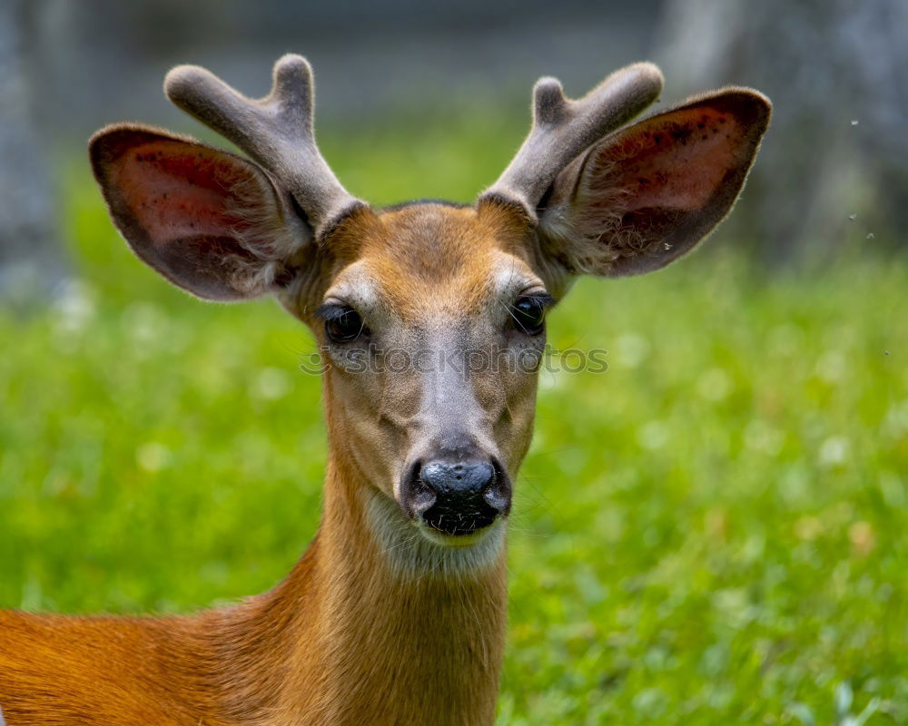 Similar – *treuherzig guck* Horn